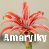 Amarylky